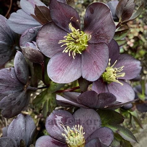 Hellebores: Plant Care and Collection of Varieties - Garden.org