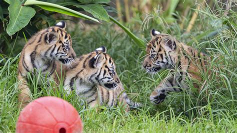 Sumatran tiger cubs explore jungle habitat in Sydney zoo