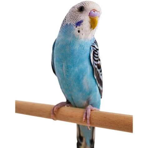 Blue Parakeet | Petco