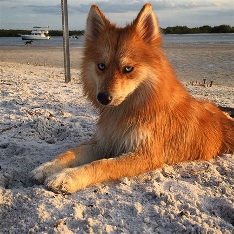 Meet Fox Dog, A Pomeranian-Husky Mix Who Is Taking The Internet By ...