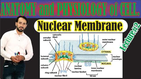 Nuclear Membrane | Structure of Nuclear Membrane | Made Easy | lecture-2 | Top Lesson4u - YouTube