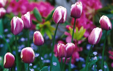 10 Tips for Protecting Tulip Bulbs | Better Homes & Gardens