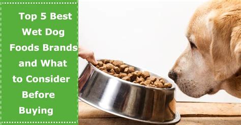 Top 5 Best Wet Dog Foods Brands and What to Consider Before Buying - PetXU