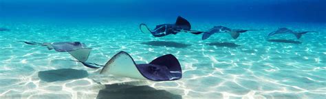 Best Stingray City Tours Grand Cayman Islands | Excursions Company