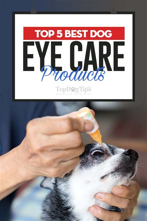 5 Best Dog Eye Care Products in 2020 (Essentials for Pet First Aid Kit)