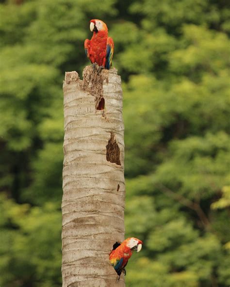 Saving Macaws amid deforestation • Macaw Recovery Network