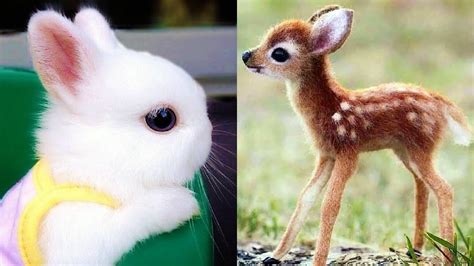 Which Of These Baby Animals Is The Cutest? That’s Right, All Of Them