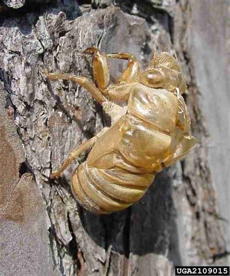 Cicadas bring the noise! | In the Field