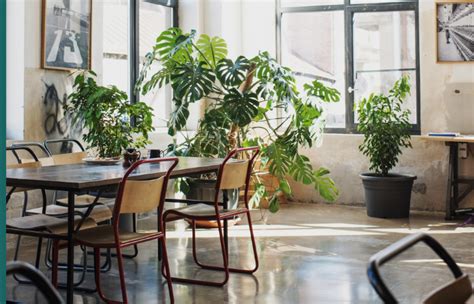 5 plants that will improve your office environment — Just Entrepreneurs