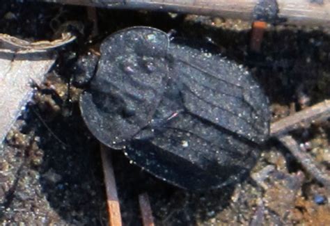 Bug of the Month May 2013: Three Species of Carrion Beetles - What's That Bug?