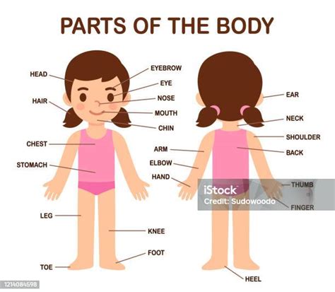 Cute Girl Body Parts Stock Illustration - Download Image Now - Chart ...