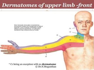 Dermatomes of upper limb- Dr.N.Mugunthan.MS