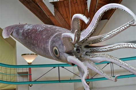 Real Giant Squid Images | Bruin Blog