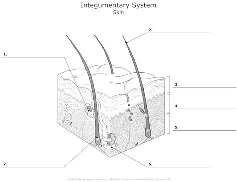 Free coloring pages of integumentary system | Integumentary system ...