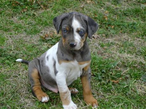 catahoula bulldog puppy - Google Search | Adorable Puppies | Pinterest ...