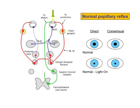 Neuroanatomy Overview 1/9/12 at University of Chapel Hill - StudyBlue