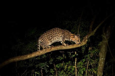 Ocelot (Leopardus Pardalis) Facts: Habitat, Behavior, & More