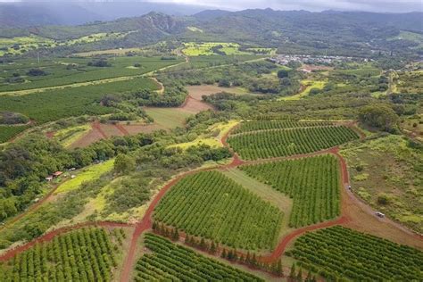 Watch: Tour Kauai Coffee Estate, the Largest Coffee Farm in the United States - Hawaii Magazine