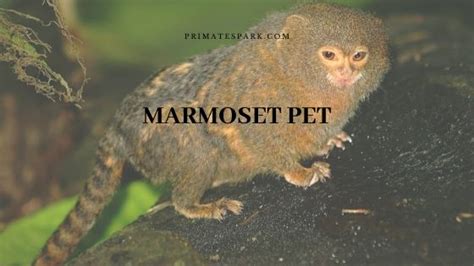 Marmoset Pet Monkey - Care | Price | For Sale - Primates Park