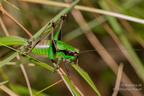 Orthoptera.ch - Eupholidoptera chabrieri