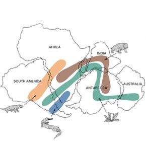 Pangea Fossils: Evidence of the Pangaea Supercontinent - Earth How