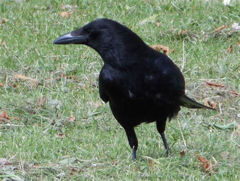 Corvidae - Crows and Magpies - BRITISH NATURE GUIDE