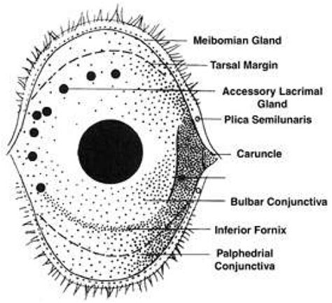 Bulbar Conjunctiva Diagram