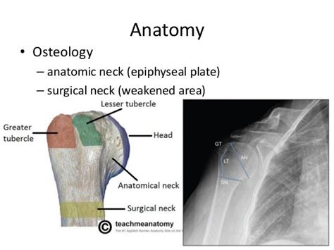 ️ Humerus osteology. The Ulna. 2019-01-17