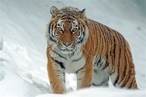 Caspian Tigers: Everything You Need To Know - Tiger Tribe