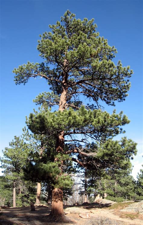 Rocky Mountain Bushcraft: Rocky Mountain Tree Identification: Ponderosa Pine Tree