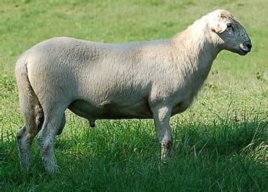 Katahdin Sheep Breed Information, History & Facts - RaisingSheep.net