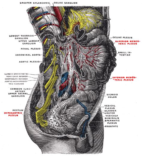 Plexus hypogastricus superior