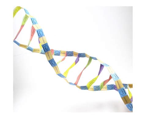 How To Make Dna Model With Paper