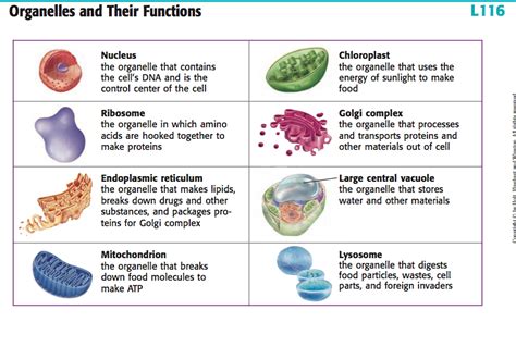 Pin by Brianna Ritchie on Nurse life | Organelles, Cells project, Plant ...