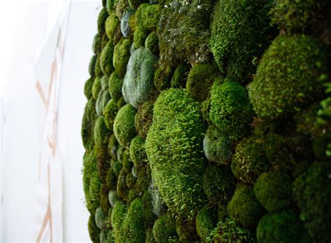 moss graffiti grows on walls by anna garforth