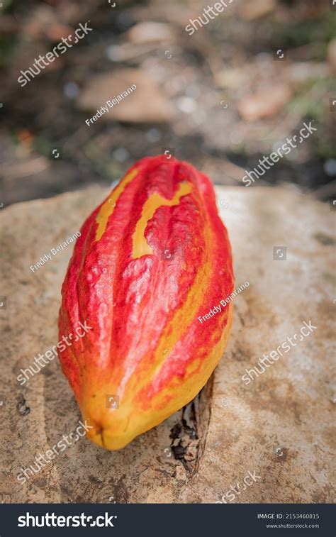 Cocoa Bean Fermented Dried Seed Theobroma Stock Photo 2153460815 ...