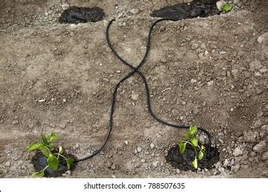 Drip Irrigation System Vegetables Stock Photo 788507635 | Shutterstock