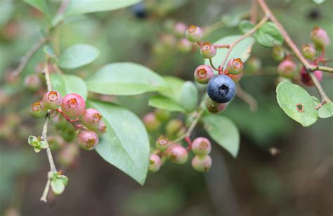 Wild Blueberry Picking for Father's Day | The Survival Gardener