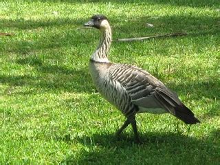 Hawaiian State Bird: Nene Goose | This native bird was dwind… | Flickr