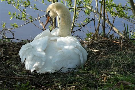 Swan Nest Swans - Free photo on Pixabay - Pixabay