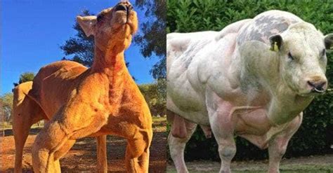 Muscular Animals Who Definitely Lift | Buff Dogs, Kangaroos & More