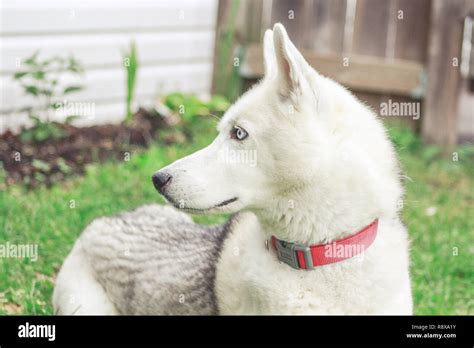 Arctic wolf images hi-res stock photography and images - Alamy