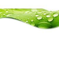 Download Water Drop Leaf Dew Download Free Image HQ PNG Image | FreePNGImg