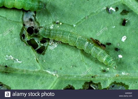 Cabbage Moth Caterpillar High Resolution Stock Photography and Images - Alamy