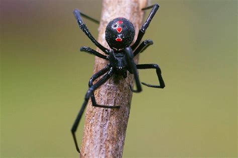 Araña viuda negra: Carácterísticas, picadura, veneno, sintomas y más