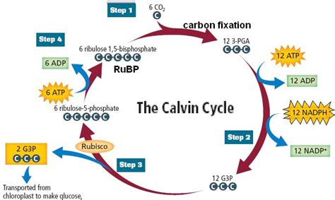 With the help of biochemical reactions, explain the various phases of ...