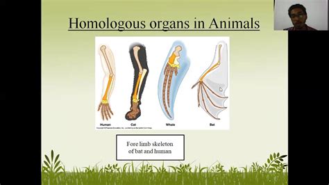 practical 3: Study of homologous and analogous organs in plants and animals - YouTube