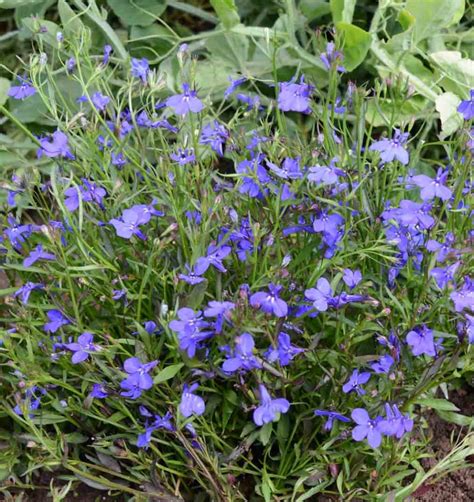 Lobelia Crystal Palace (Lobelia erinus) | Applewood Seed Company