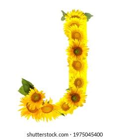 Letter J Made Beautiful Sunflowers On Stock Photo 1975045400 | Shutterstock