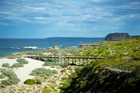 Seal Bay Conservation Park stock photo. Image of sand - 264666304